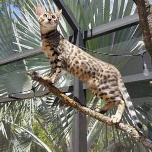 Meet your Posher, Yelena